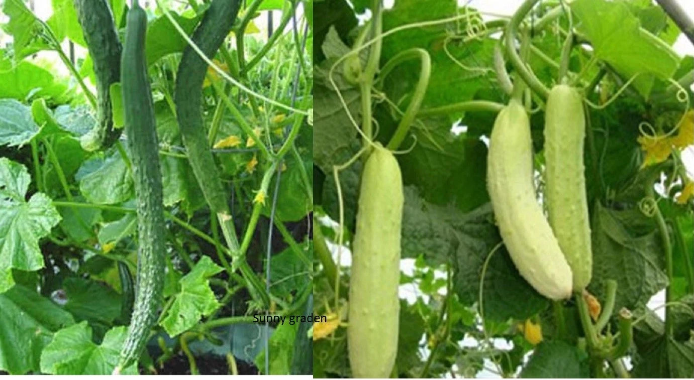 Chinese Tender Cucumber Seeds - 20+ Green/White Long Spikes, Non-GMO, Asian Variety, 中国刺黄瓜
