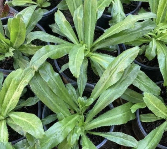 Culantro Seeds - 1000+ Seeds, Recao, Long Coriander, Thai Parsley, Ngo Gai - Eryngium foetidum
