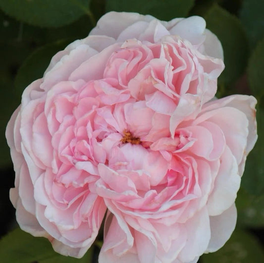 Climbing Rose Cuttings - 3 Fresh 6” Unrooted Cuttings - Auswith Variety - Rosa Climbing