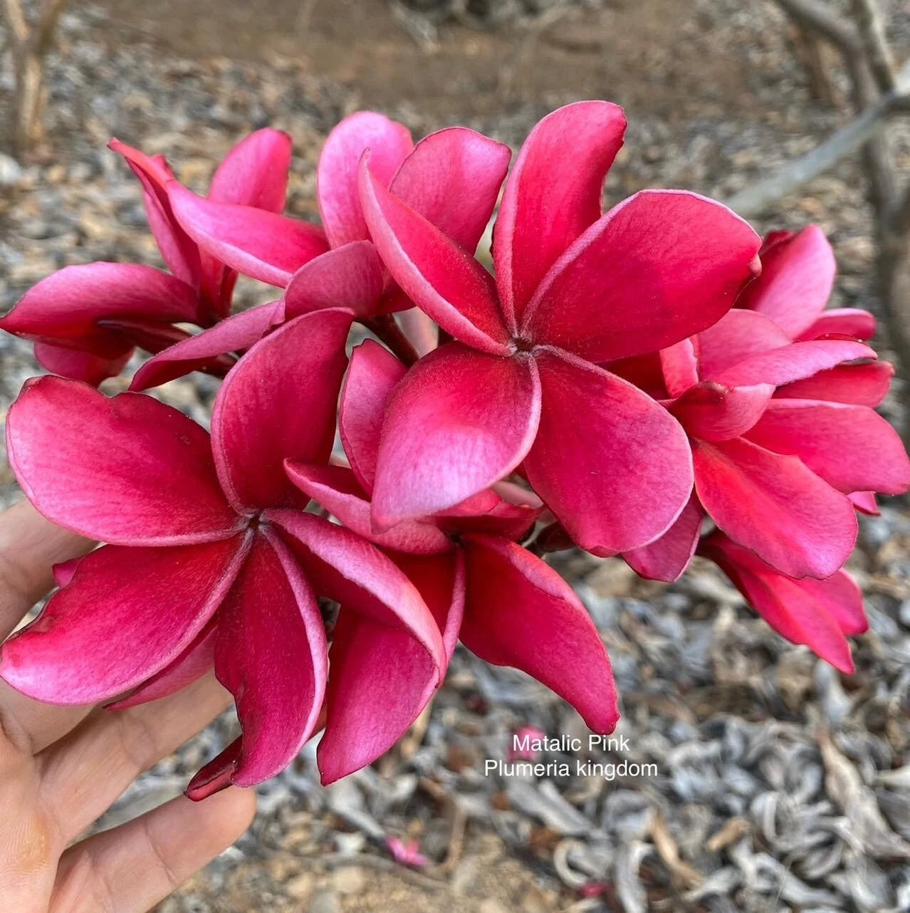 Bright Pink Plumeria Seeds - 5 Hawaiian Flower Lei Perennial Plants - Plumeria rubra