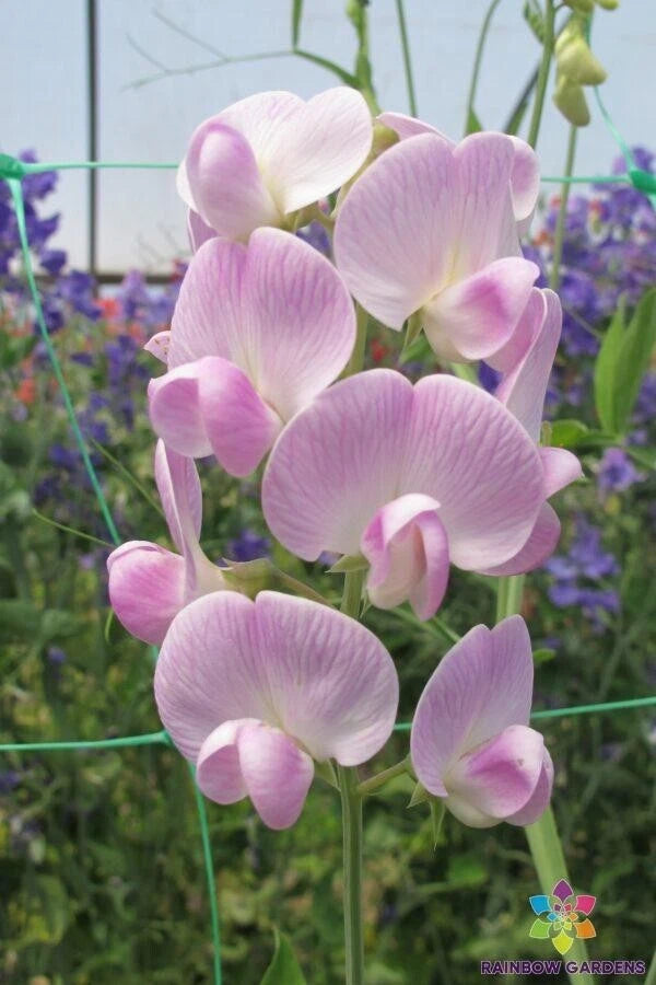 Lathyrus latifolius 'Blushing Bride' Sweet Pea Seeds - 50+ Seeds for Garden Planting - Heirloom Perennial Flower Seeds