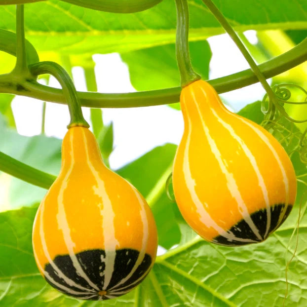 Bicolor Pear Ornamental Gourd Seeds - Yellow Green White - Ideal for 2025 Planting - Cucurbita pepo