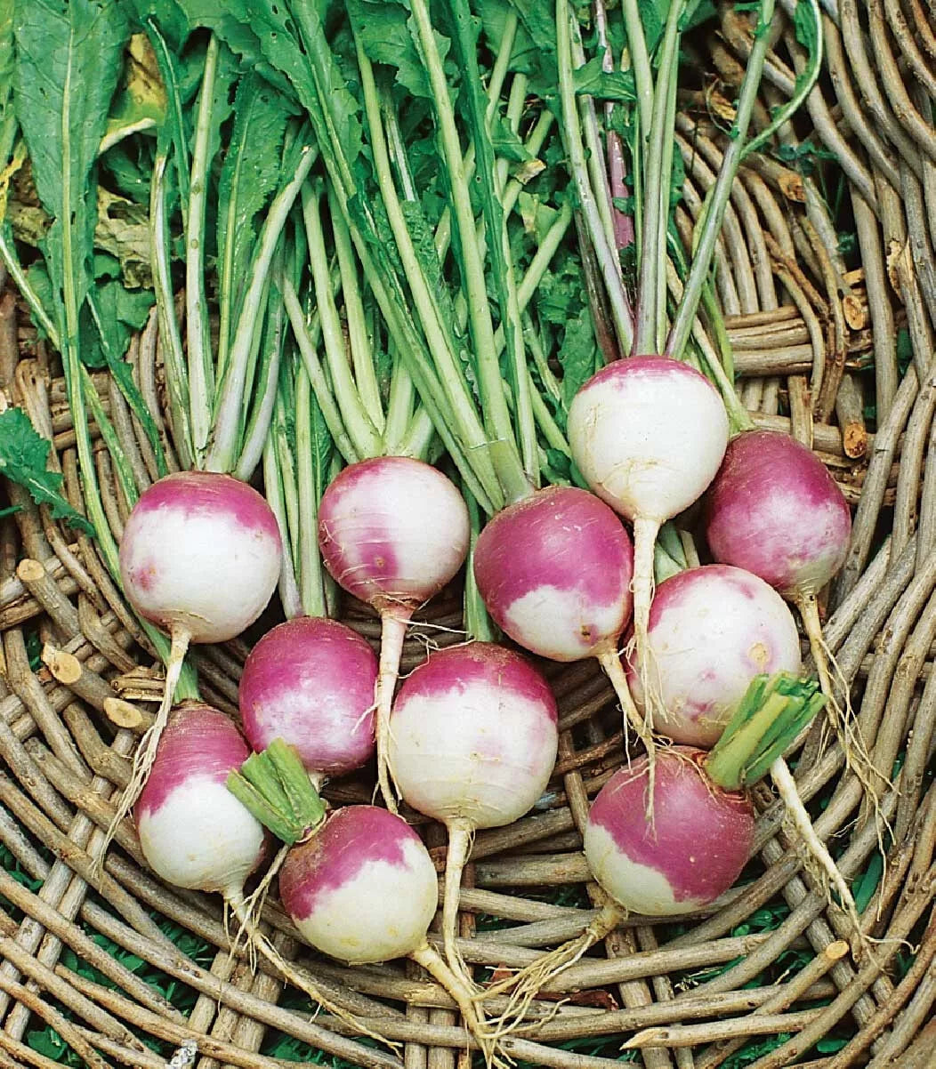 American Purple Top Rutabaga Seeds - 500+ Heirloom Seeds for Planting - Brassica napus - Non-GMO, USA Grown