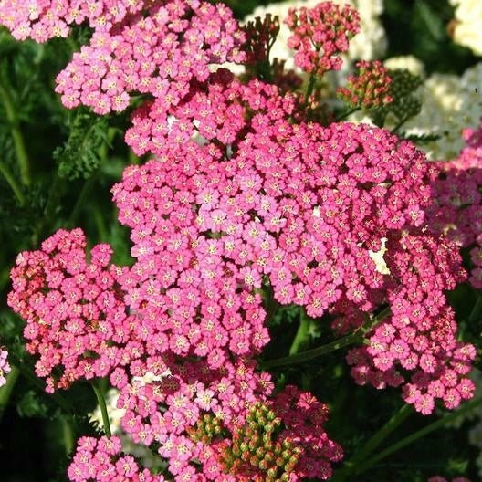 Yarrow Seeds 500 Count Cerise Queen Perennial Non-GMO Cut Flowers for Pollinators (Achillea millefolium)