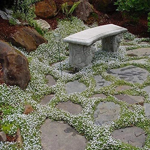 Snow in the Summer Seeds - 500+ Count - Ground Cover, White Flowers - Cerastium tomentosum - Made in USA, Ships from Iowa