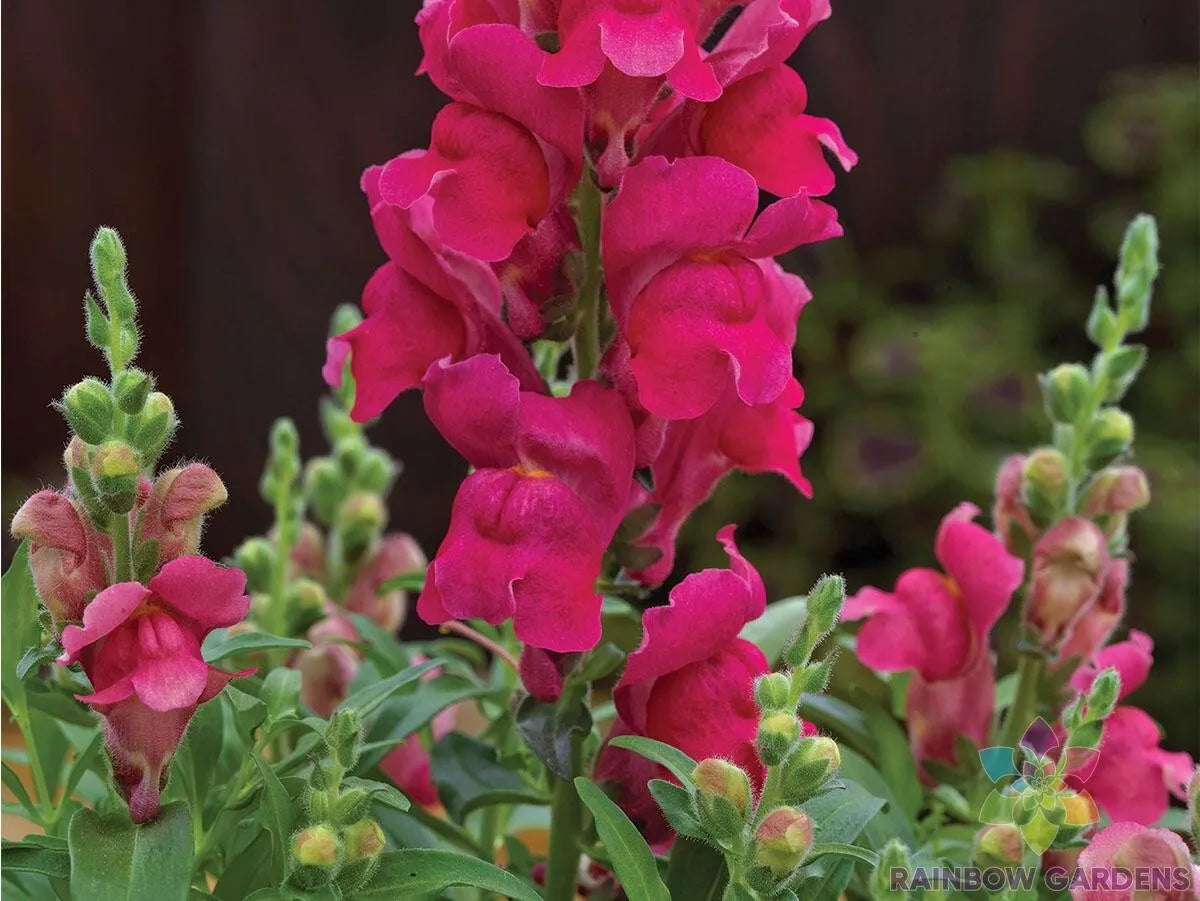 Candy Tops Pink Snapdragon Seeds - 1000+ Count - Antirrhinum majus - Perfect for Garden - USA - Free Shipping