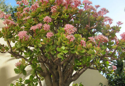 Cactus Cutting - Succulent #41 - Easy Care Plant for Home Decor - Perfect for Terrariums and Indoor Gardens