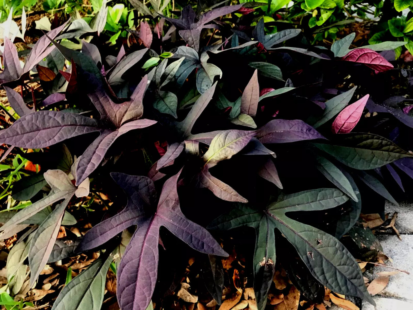 Blackie Sweet Potato Vine 5 Live Cuttings Burgundy Leaves Ornamental Ipomoea batatas