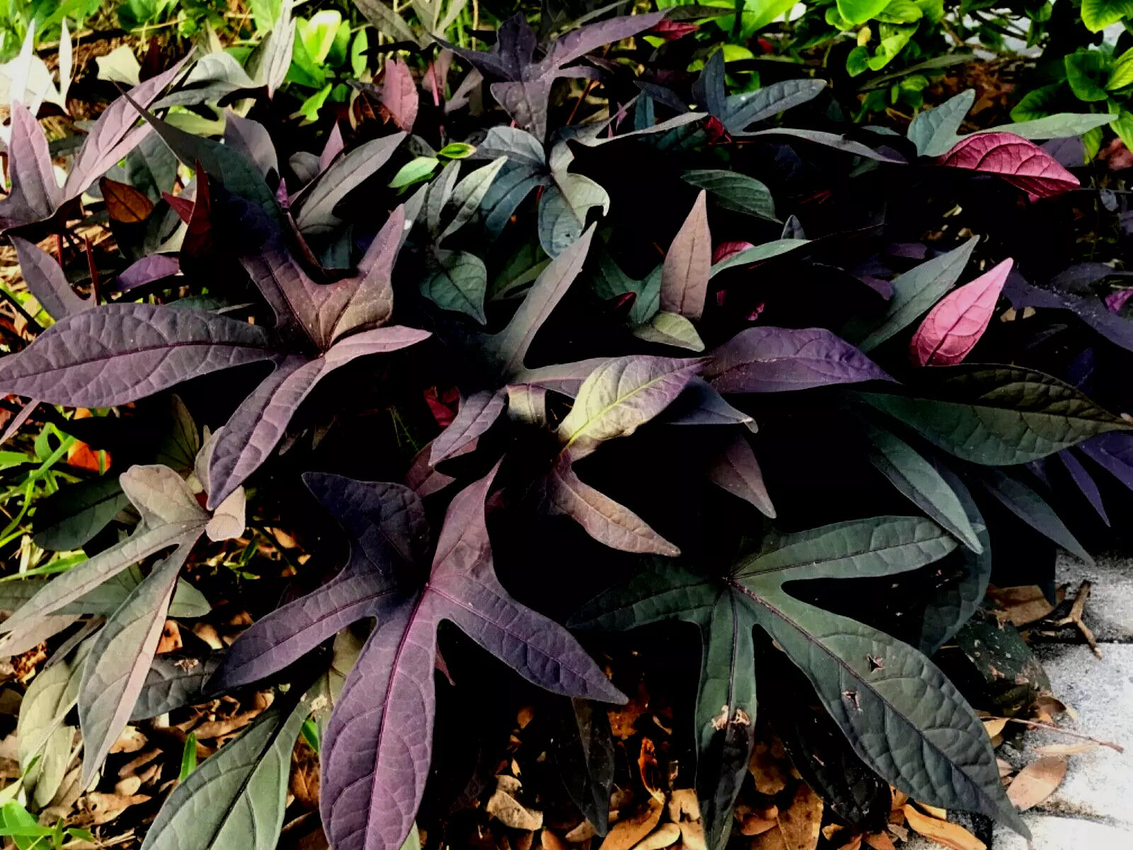 Blackie Sweet Potato Vine 5 Live Cuttings Burgundy Leaves Ornamental Ipomoea batatas