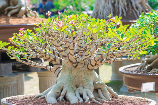 20 Rare Exotic Desert Rose Seeds - Adenium Obesum - Mixed Colors for Bonsai Gardening