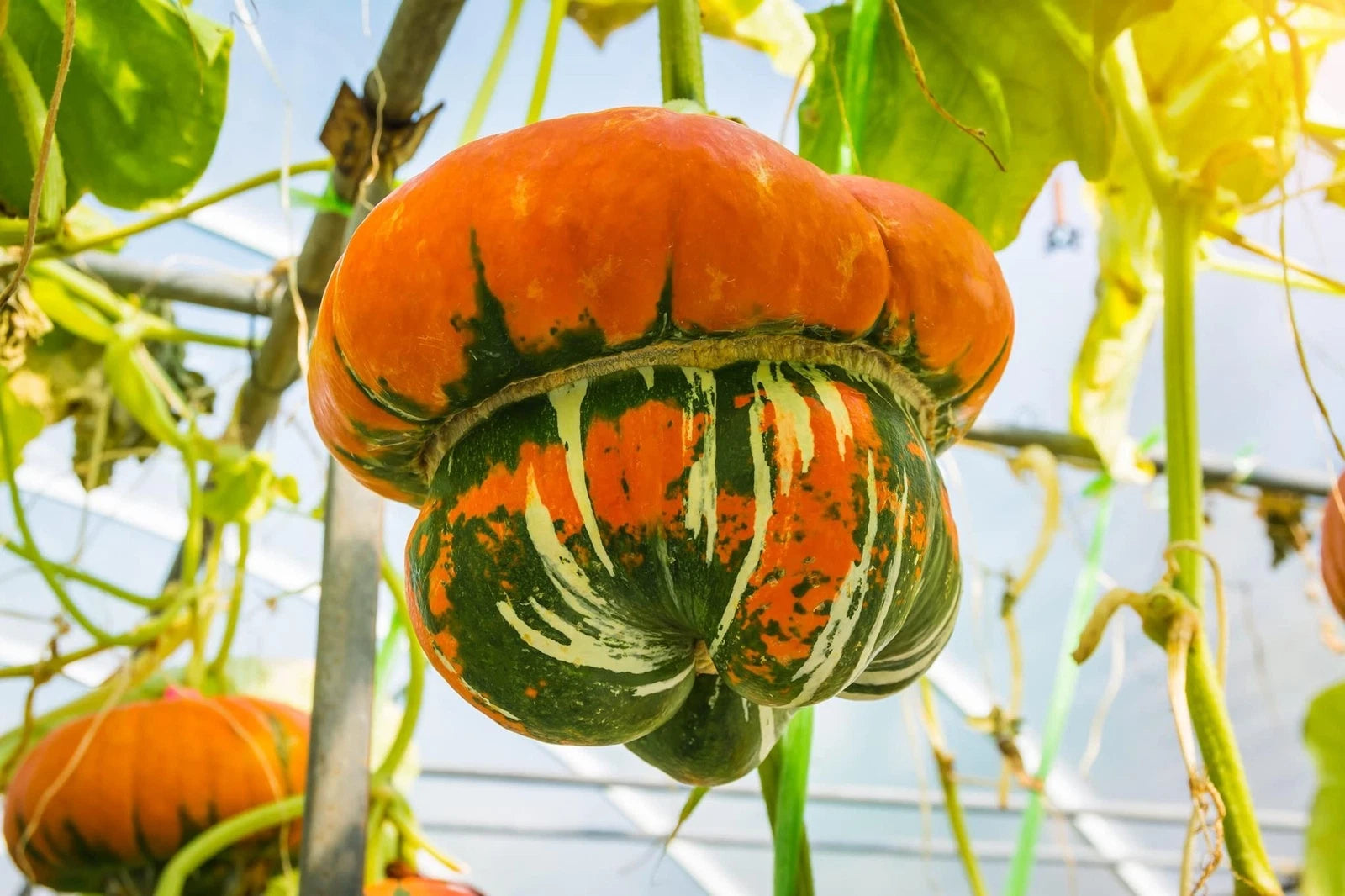 Turkish Turban Seeds - 10 Pack - Colorful Exotic Gourds - Cucurbita maxima
