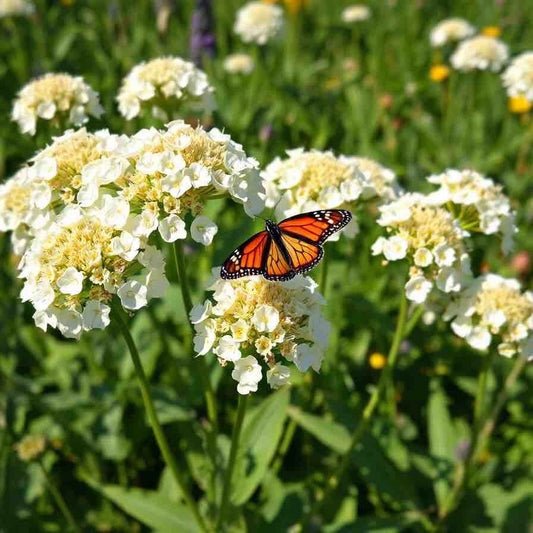 Milkweed Seeds - Swamp White Variety - Asclepias Perennial - 100 Seeds for Monarch Butterflies