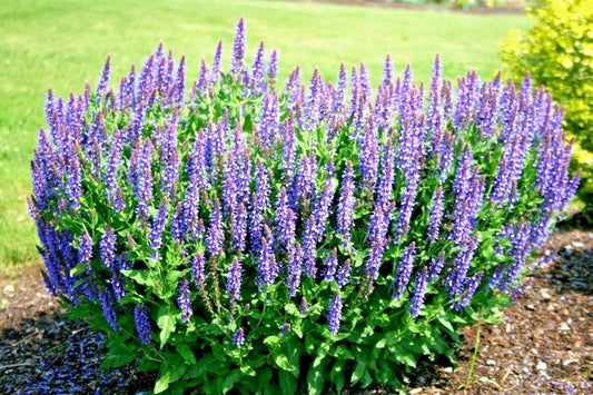 Blue Sage Flower Seeds - 301+ Medicinal Wildflower Perennial for Garden & Container - Salvia azurea