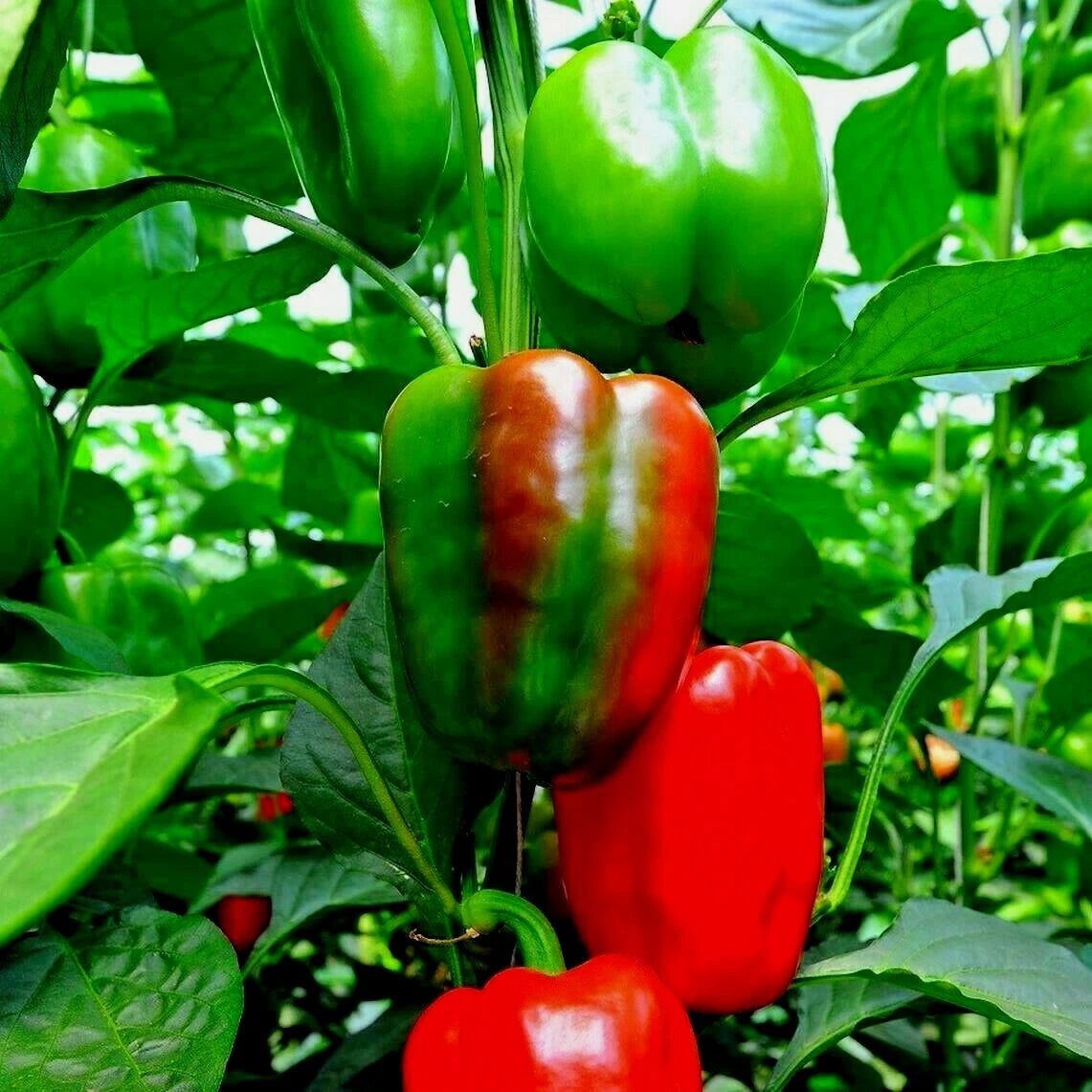 California Wonder Sweet Bell Pepper Seeds - Organic, 100+ Seeds for Vegetable Garden, Ideal for Container Gardening