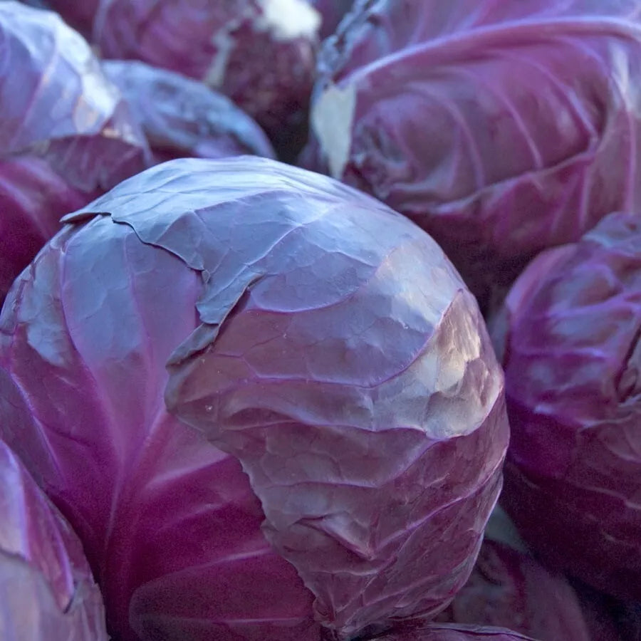 Red Acre Cabbage Seeds - 200+ Heirloom Non-GMO Seeds - Brassica oleracea