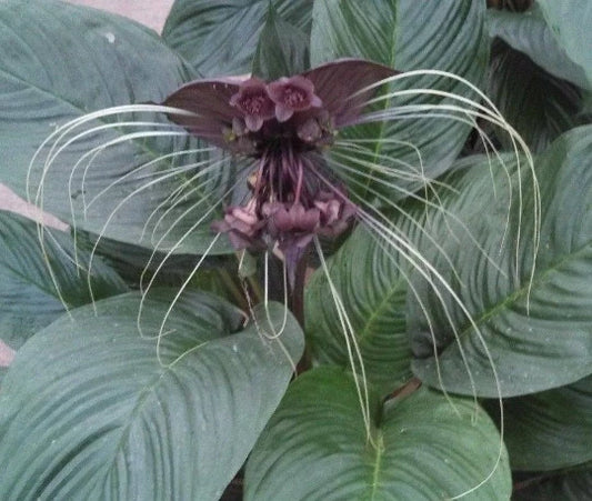 Black Bat Flower Plant - Tacca chantrieri - Rooted Plant in 3" Pot - Unique Dark Flowers