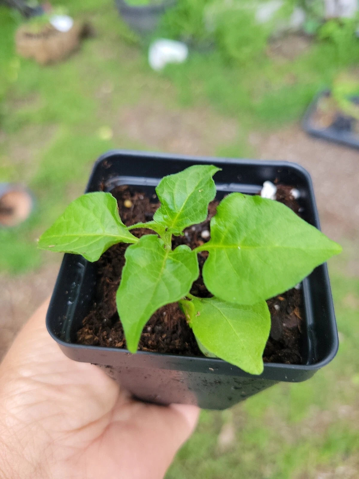 Ghost Pepper Plant 2" Pot Bhut Jolokia Non-GMO Hot Pepper Starter Plant