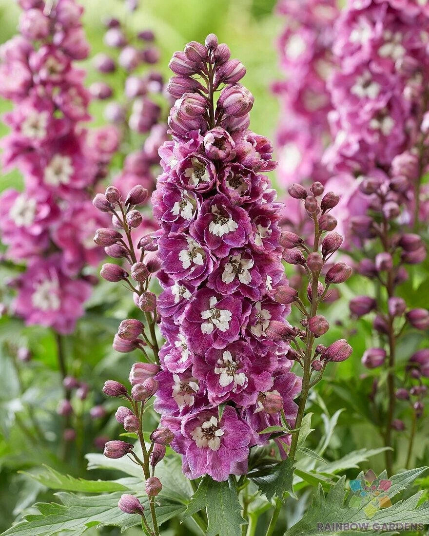 Bee Delphinium Seeds - 200+ Pink and White - Delphinium spp. - Ideal for Garden Planting - USA Grown, Free Shipping
