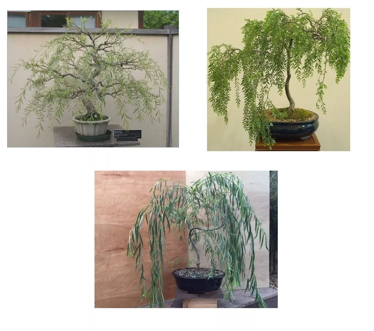 Bonsai Willow Tree Bundle - 3 Large Trunk Cuts - Salix spp - Unique Gift for Gardeners and Bonsai Enthusiasts