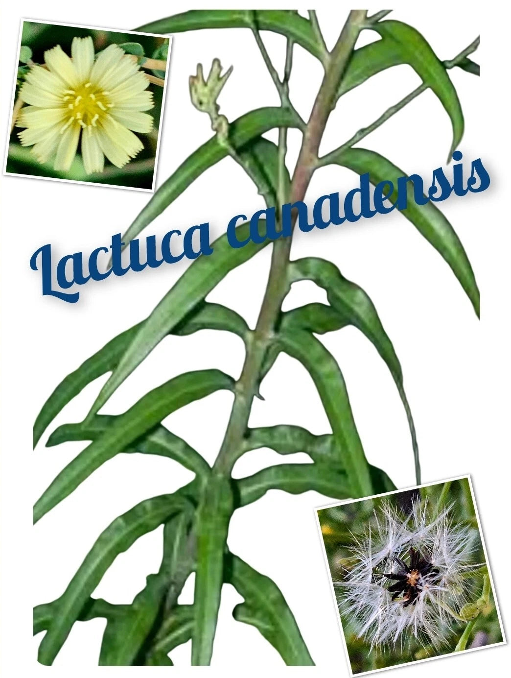 250+ Wild Lettuce Seeds, Canada Lettuce (Lactuca canadensis), Medicinal Herb for Natural Remedies
