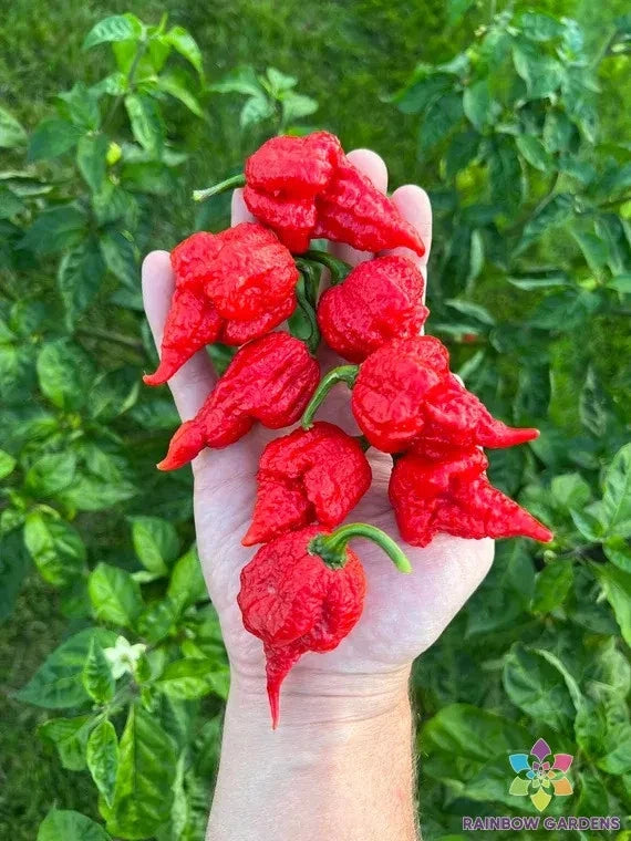 25+ Jones19 Hot Pepper Seeds for Planting - Capsicum Chinense - USA Grown - Ideal for Home Garden