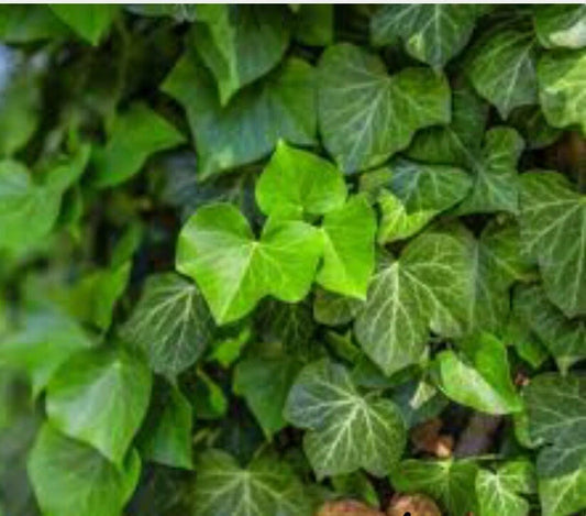 12 Live English Ivy Groundcover Plants Bare Root Evergreen Variety Hedera helix - Hardy Climbing Vine for Connecticut Gardens