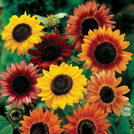 Autumn Beauty Sunflower Seeds - 10 Pack, Helianthus annuus 'Autumn Beauty', Warm Colors, Late Season Blooms, Butterfly Attractor