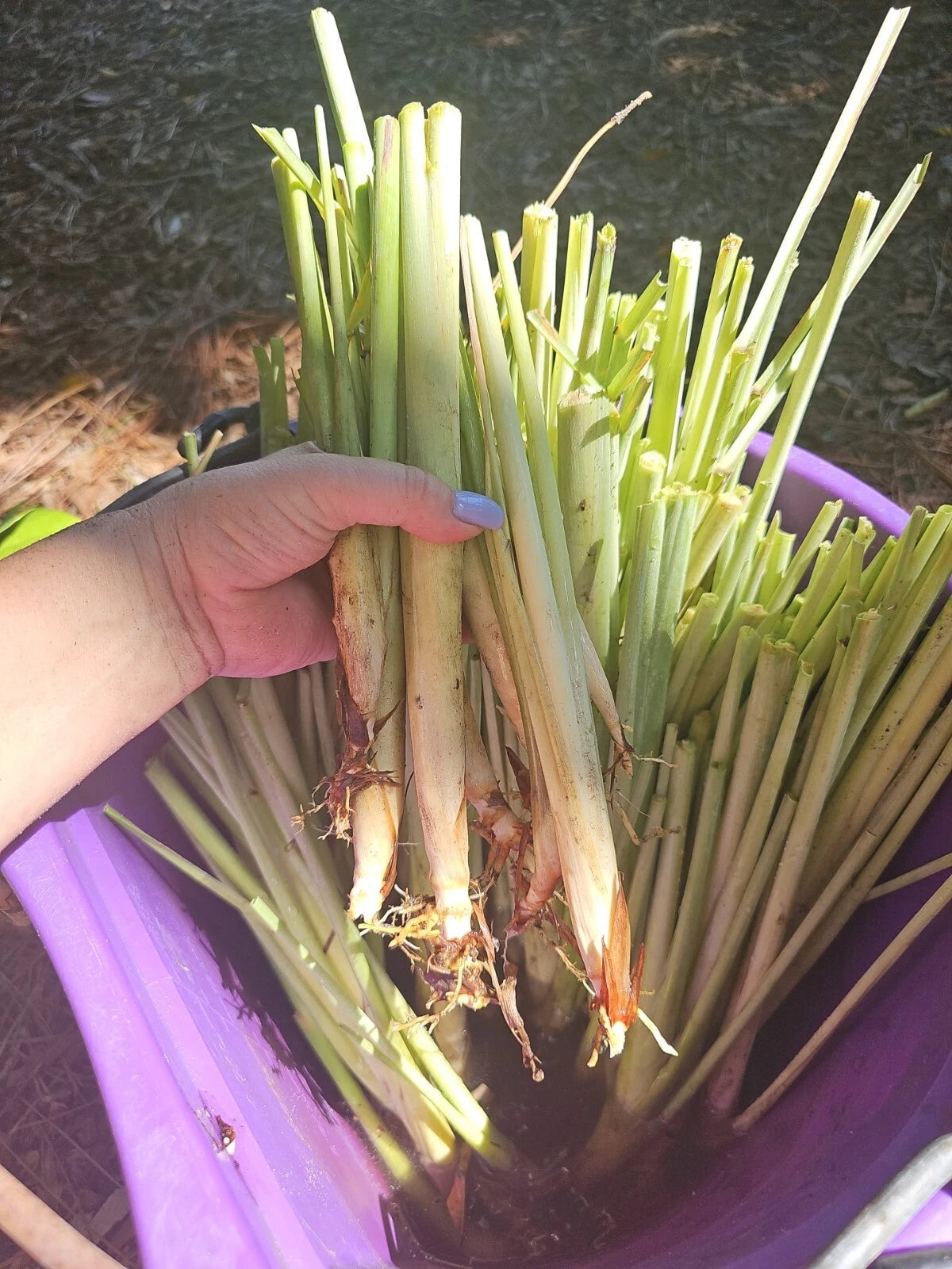 5 Live Lemongrass Stalk Plugs - Organic Cymbopogon citratus Herb Plant for Tea, Cooking, Repelling Mosquitoes - Healthy Live Roots
