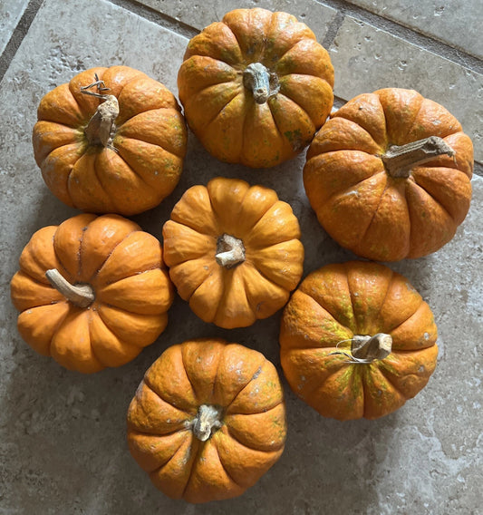Mini Pumpkin Seeds - Tiny Jack Be Little Gourd - Cute Fall Decor - Cucurbita pepo