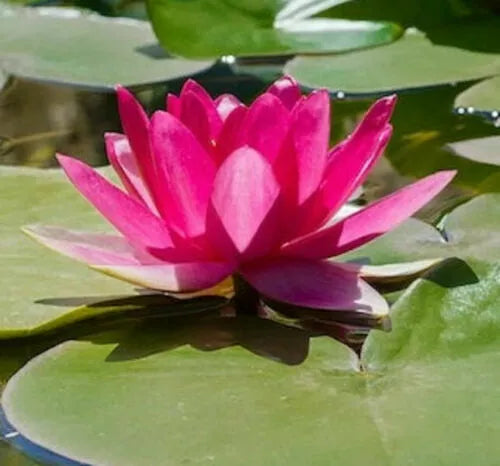 Bright Pink Water Lily Seeds - 5 Pack - Hardy Tropical Nymphaea spp - Flowering Blooms for Ponds and Aquariums
