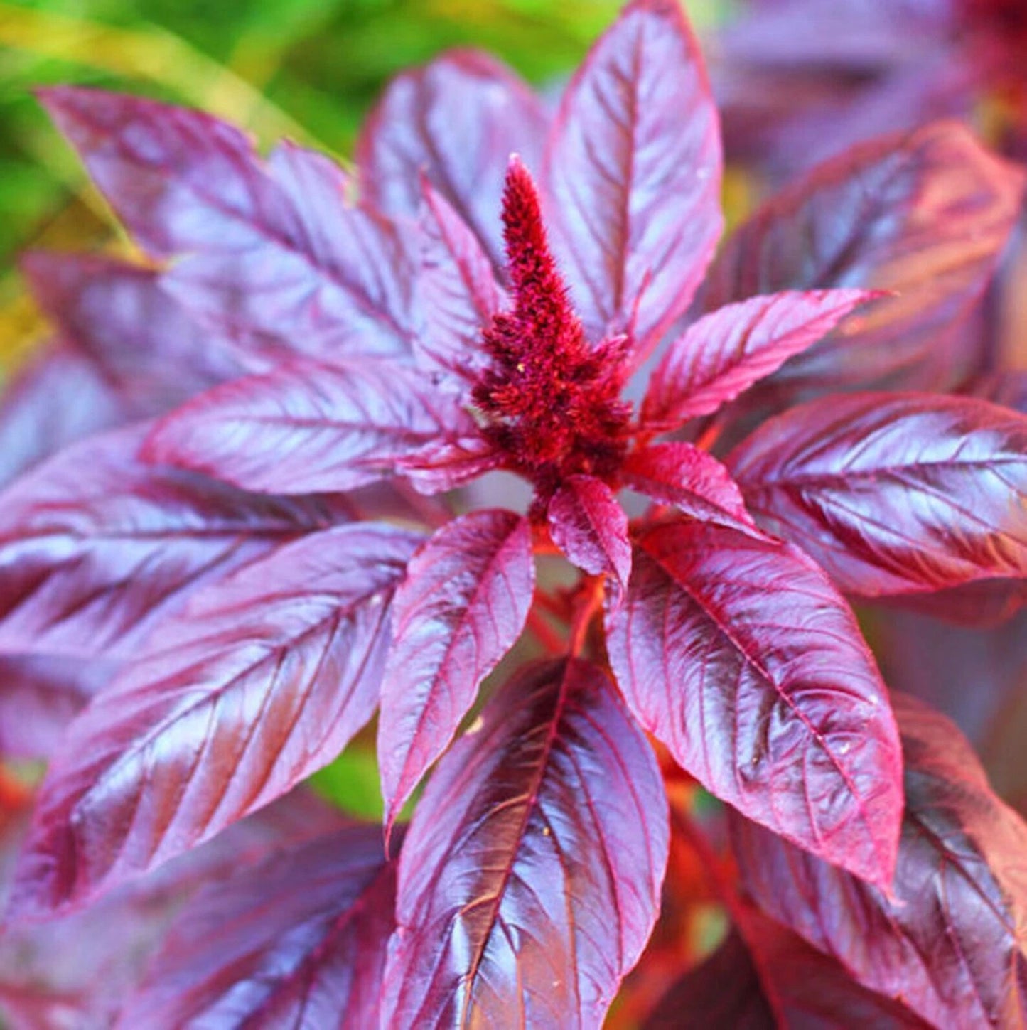 Red Garnet Amaranth Seeds 1000+ Non-GMO Amaranthus Tricolor Annual - USA Grown, Free Shipping
