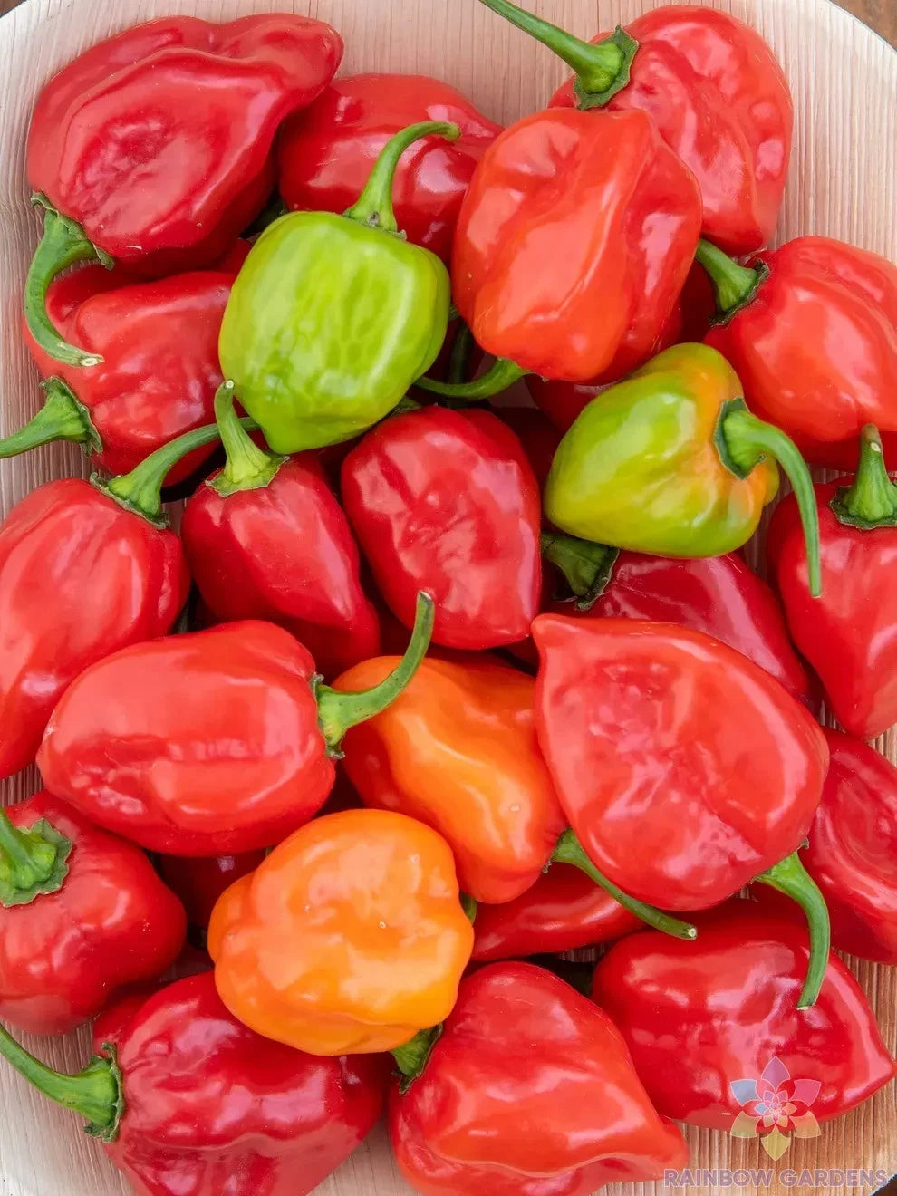 Caribbean Blend Hot Pepper Seeds - 25+ Seeds for Garden Planting - Capsicum chinense - USA