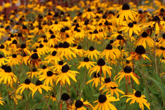 Black Eyed Susan Flower Seeds - 2,500+ Yellow Rudbeckia Hirta - Garden Seeds, Perennial Wildflower, Free Shipping