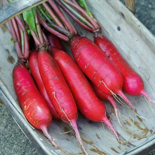 China Rose Radish Seed - Fresh Organic Vegetable Seeds for Planting - Raphanus sativus