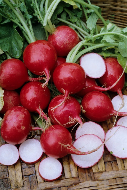 Champion Radish Seeds - 200+ Heirloom Organic NON-GMO - Raphanus sativus