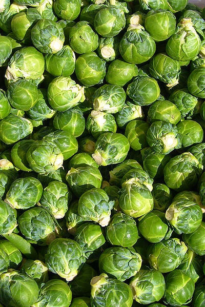 Brussels Sprouts Seeds - 520 Count - Heirloom Variety - Brassica oleracea