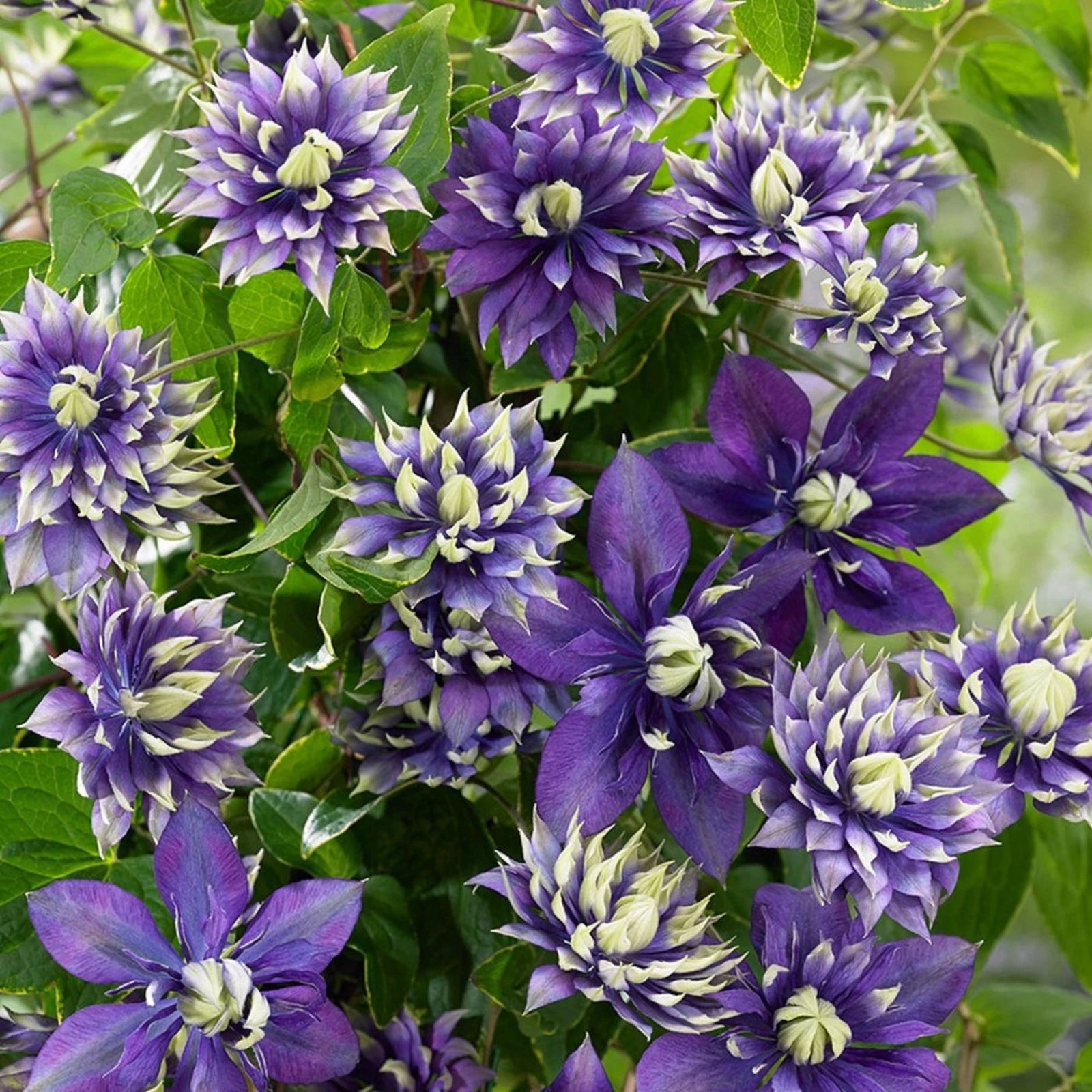 25 Double Dark Purple Clematis Seeds - Perennial Flower Seeds - Clematis viticella - Grown in the USA