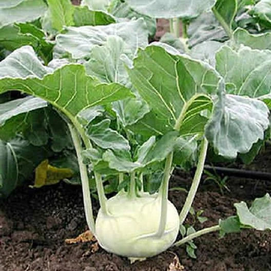 White Vienna Kohlrabi Seeds - 1000 Non-GMO Heirloom Seeds for Vegetable Gardening - Brassica oleracea