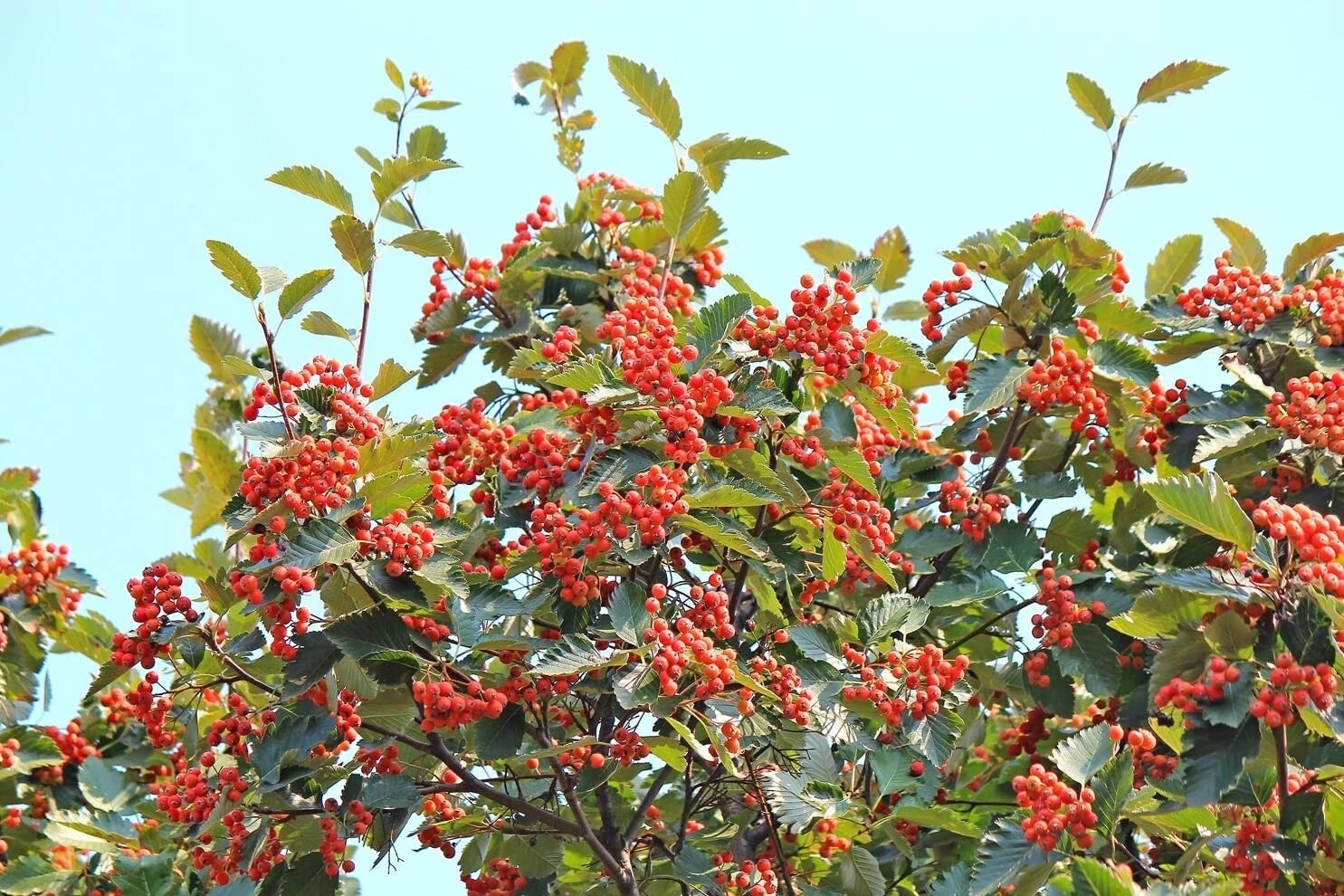 American Mountain Ash Seedling Plant - Sorbus Americana - Hardy Tree for Landscaping and Wildlife Gardens
