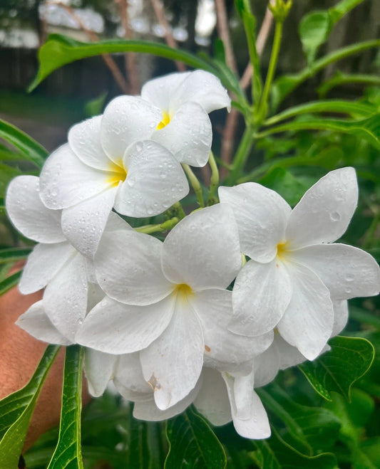 Bridal Bouquet Plumeria Cuttings 6-8” - Frangipani Pudica Plant - Tropical Flowering Succulent
