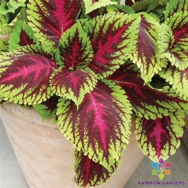 Kong Rose Coleus Seeds - 25+ Pack - Colorful Foliage for Garden Planting - Coleus blumei - USA Seller