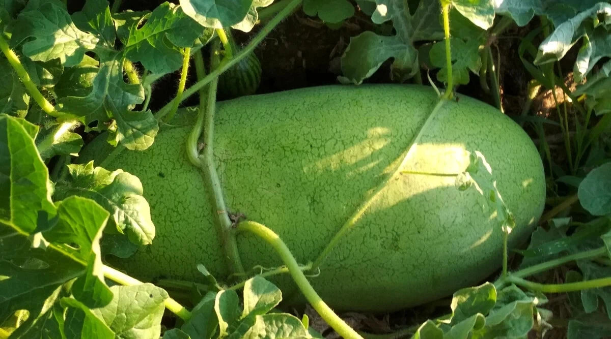 Charleston Gray Watermelon Seeds - 50+ Seeds for Garden Planting - Citrullus lanatus - USA Grown, Free Shipping