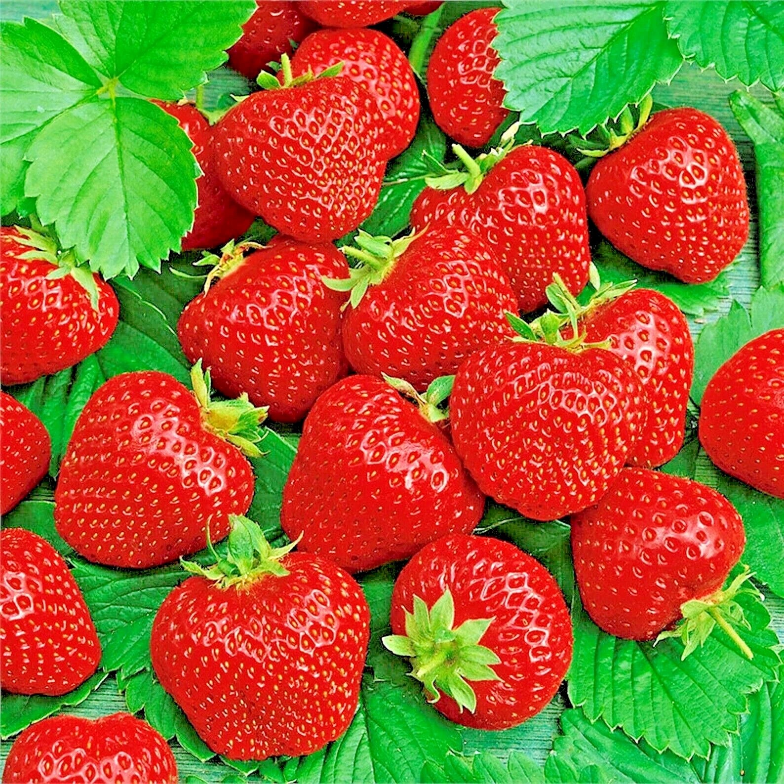 Ali Baba Strawberry Seeds - 50 Non-GMO Heirloom Seeds for Spring Planting - Fragaria x ananassa