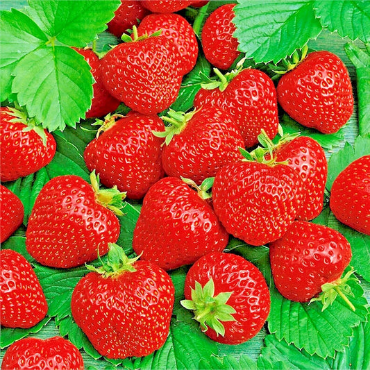 Ali Baba Strawberry Seeds - 50 Non-GMO Heirloom Seeds for Spring Planting - Fragaria x ananassa
