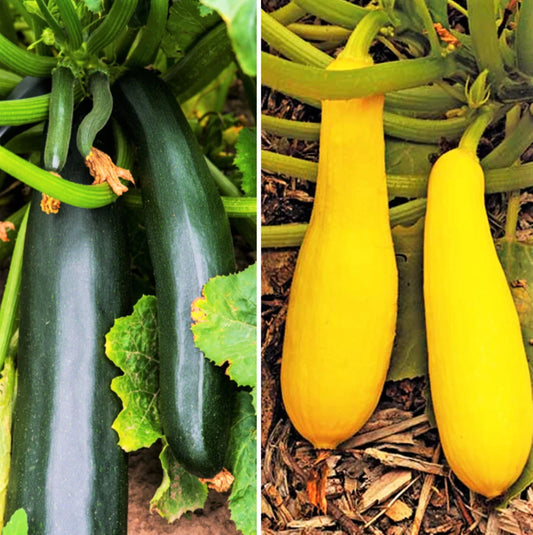 Black and Yellow Summer Squash Seeds Mix - Combination Pack - Cucurbita pepo