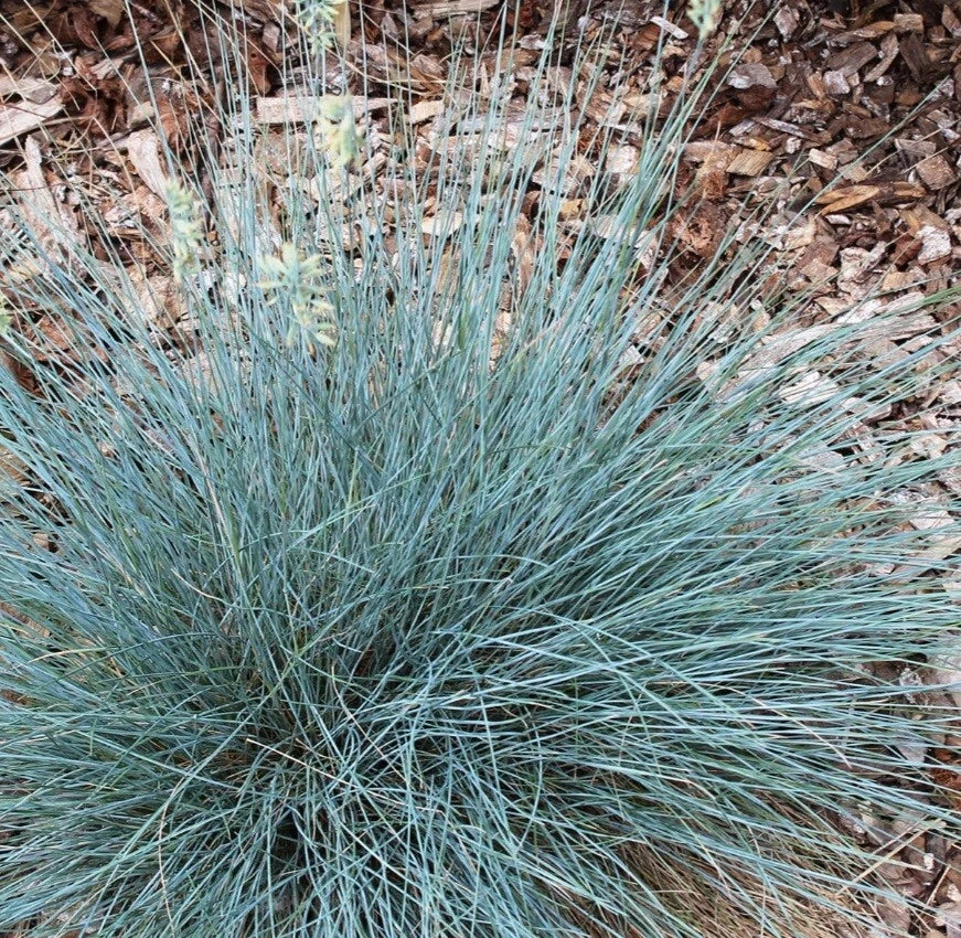 Blue Fescue Ornamental Grass Plant - 'Elijah Blue' Variety - Festuca glauca