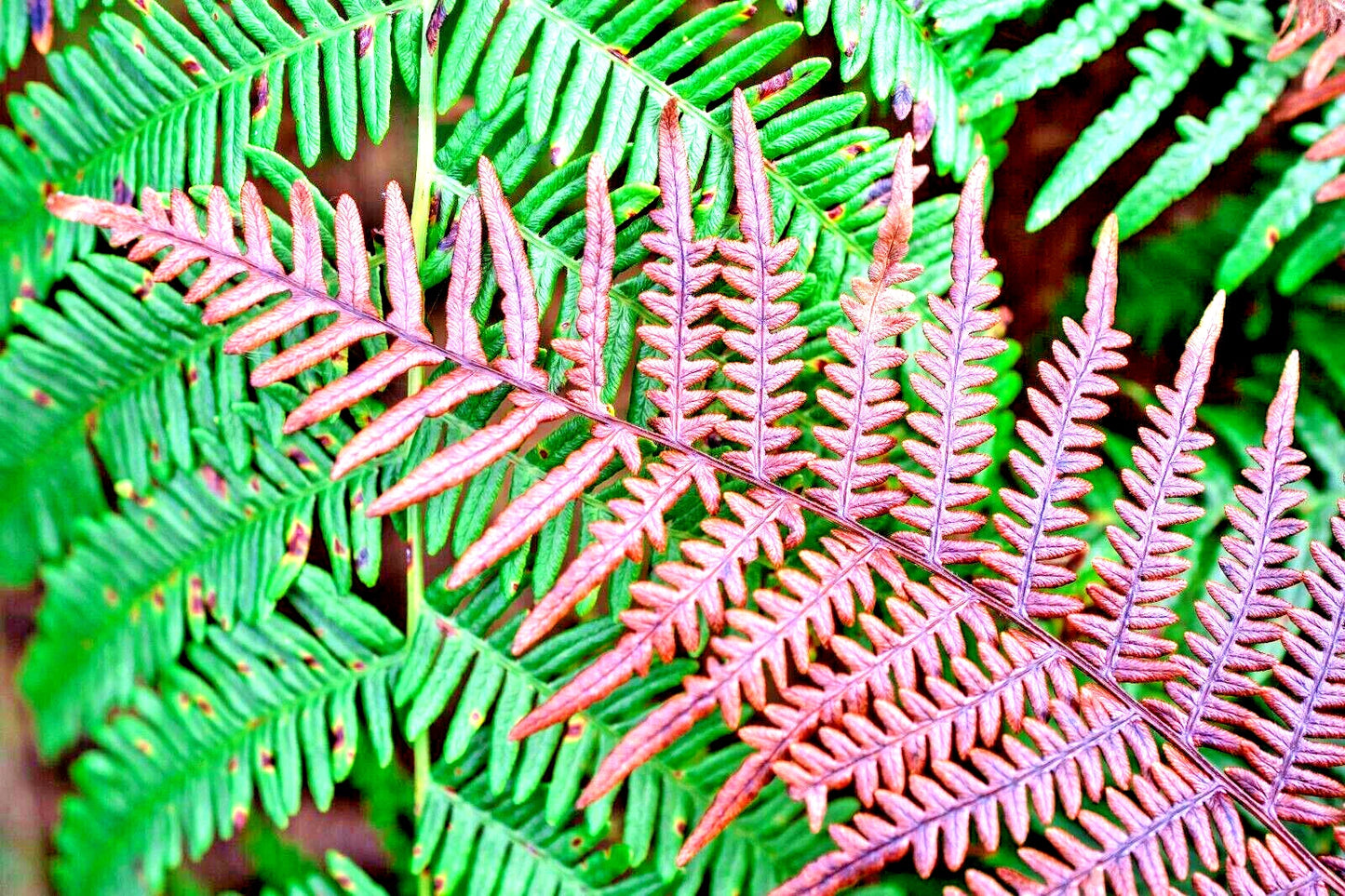 Autumn Fern Spores - 1000 Count Dryopteris erythrosora, Hardy Fern, Decorative Foliage, Garden Planting