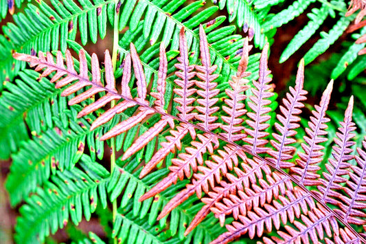 Autumn Fern Spores - 1000 Count Dryopteris erythrosora, Hardy Fern, Decorative Foliage, Garden Planting
