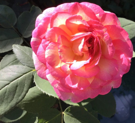 Large Double Delight Rose Cuttings - 3 Stems for Rooting - Fragrant | Rosa 'Double Delight'