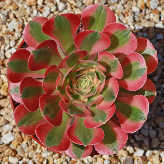 Aeonium Pink Witch Cactus | Live Succulent Plant | Unique Colorful Variety | Perfect Indoor Decor | Ideal for Cactus Lovers